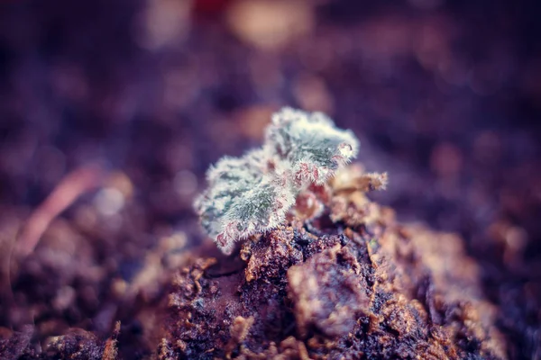 Perto Planta Que Cresce Solo — Fotografia de Stock