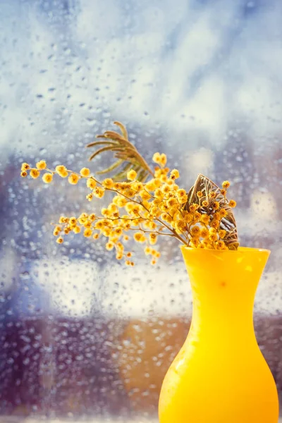 Mimosa Grenar Gul Vas Glas Med Regn Droppar Bakgrund — Stockfoto