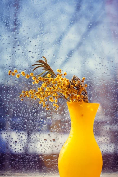 Mimosa Ágak Sárga Váza Üveg Eső Csepp Háttér — Stock Fotó