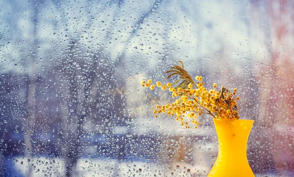 Mimosa Grenar Gul Vas Glas Med Regn Droppar Bakgrund — Stockfoto