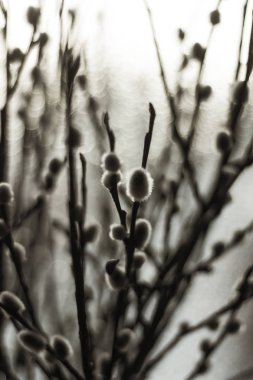 taze ağaç dalları pencere pervazına üzerinde