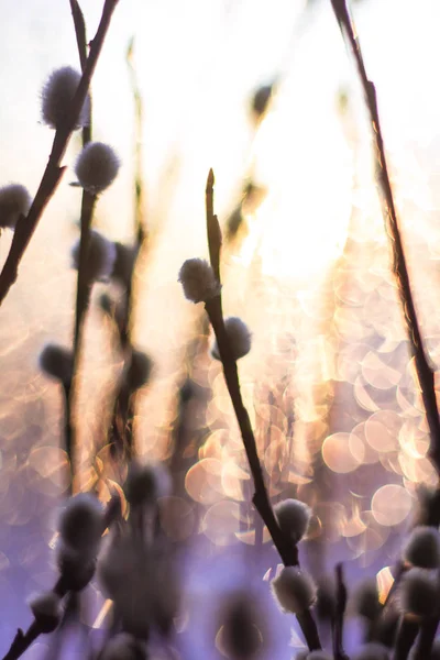 Čerstvé Větve Okenním Parapetu — Stock fotografie