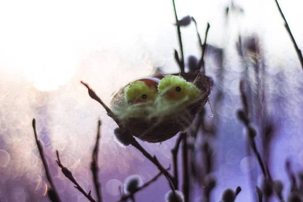 Happy Velikonoční Blahopřání Hračka Hnízdo Kuřat Čerstvých Větví Okenní Parapet — Stock fotografie