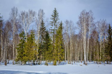 Winter park manzara. Güzel manzara. Doğa 