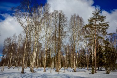 Winter park manzara. Güzel manzara. Doğa 