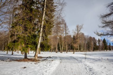 Winter park manzara. Güzel manzara. Doğa 