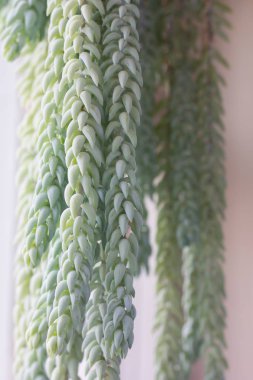 büyüyen yeşil bitkiler, closeup.