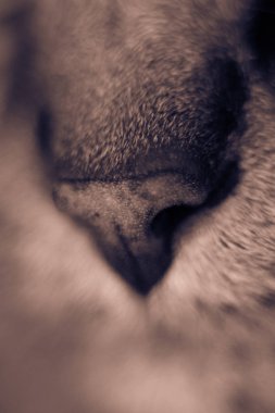 Kedinin burnu yakın çekim