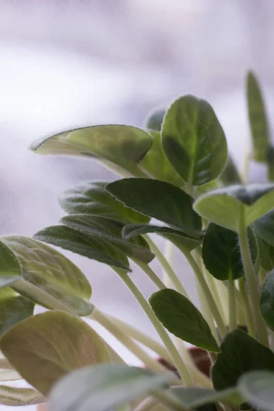 close up of plant green leaves at window sill