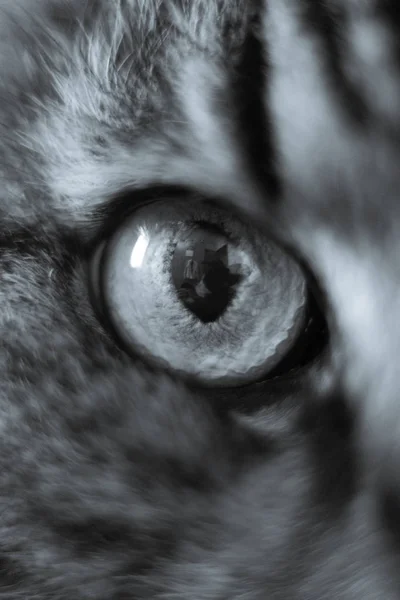 Cat Eye Närbild — Stockfoto