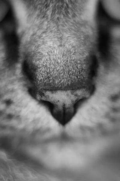 猫の鼻のクローズ アップ — ストック写真