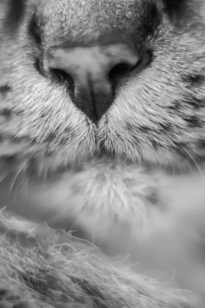 Nariz Gato Close — Fotografia de Stock