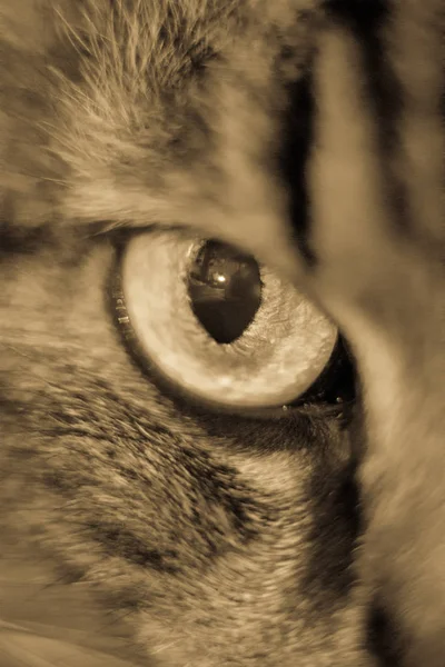 Cat Eye Bliska — Zdjęcie stockowe