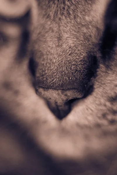 Cat Nos Zbliżenie — Zdjęcie stockowe