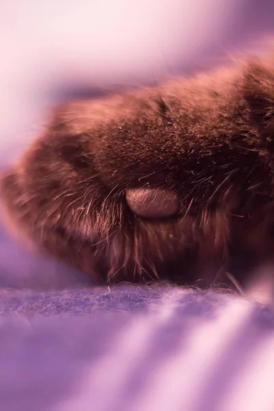 Kedi Pençesi Yakın Çekim — Stok fotoğraf