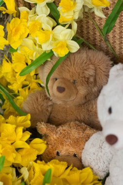 durumda oyuncak ayılar yakın çekim