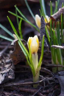 flowering crocus, close up view