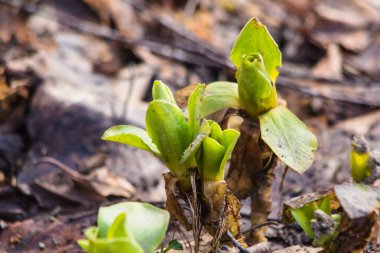 Genç dalları yeşil yaprakları ile bahar