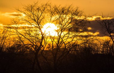 doğa manzara ağaçlar siluetleri günbatımı arka plan üzerinde siste ile 