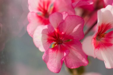 Ev bitki çiçek açan, yakın çekim