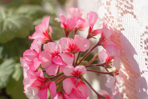 close up of beautiful pink flowers as background