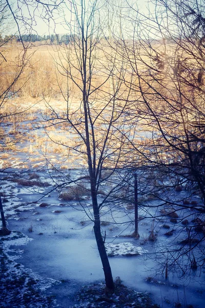 Дивовижний Краєвид Зимового Лісу Дерева Покриті Снігом — стокове фото