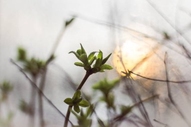 Genç yeşil dallar, yakın çekim