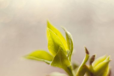 Genç yeşil dal, yakın