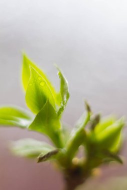 Genç yeşil dal, yakın
