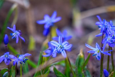 parkta güzel bahar çiçekleri