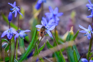 güzel bahar çiçekleri ve arı, kapat