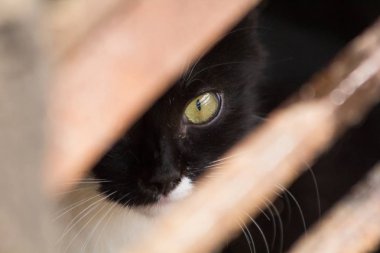 Kara kedi açık havada dinlenme yakın çekim