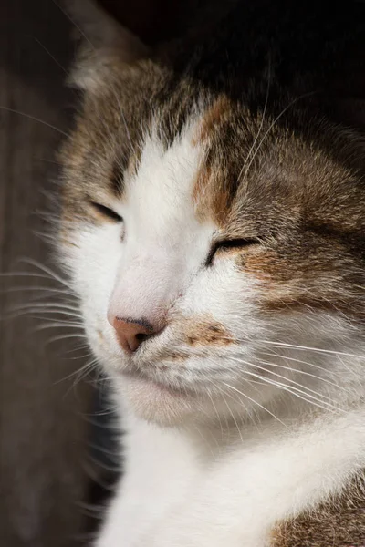 一只棕色街头猫的肖像 — 图库照片