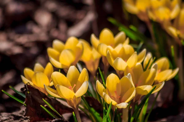 Beautiful Spring Flowers Growing Park — Stock Photo, Image