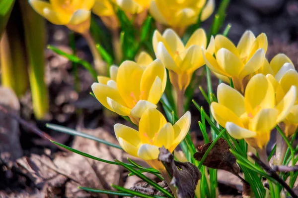 Beautiful Spring Flowers Growing Park — Stock Photo, Image