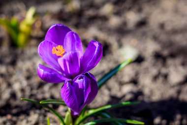 Mor çiçekli çiğdemler, görünümü kadar yakın
