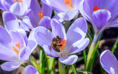 Mor çiçekli çiğdemler, görünümü kadar yakın