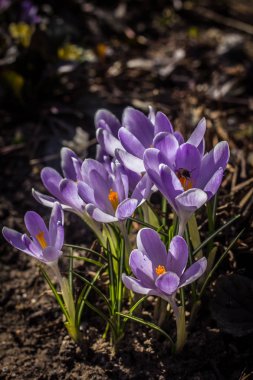 Mor çiçekli çiğdemler, görünümü kadar yakın