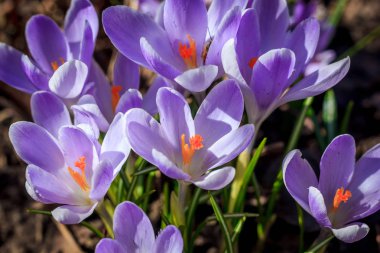 Mor çiçekli çiğdemler, görünümü kadar yakın