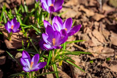 Mor çiçekli çiğdemler, görünümü kadar yakın