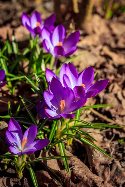 Violett Blühende Krokusse Nahsicht — Stockfoto