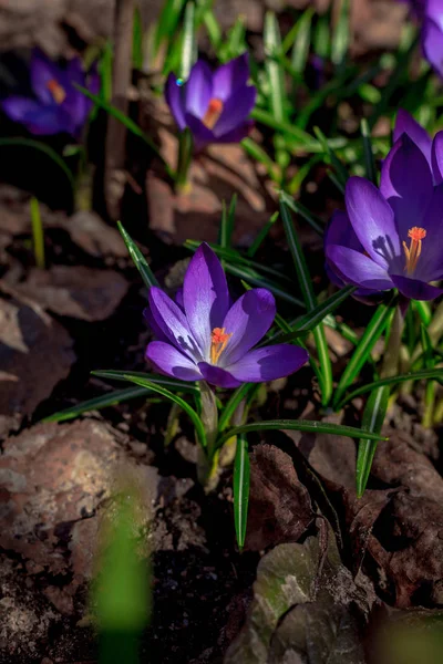 Violett Blühende Krokusse Nahsicht — Stockfoto