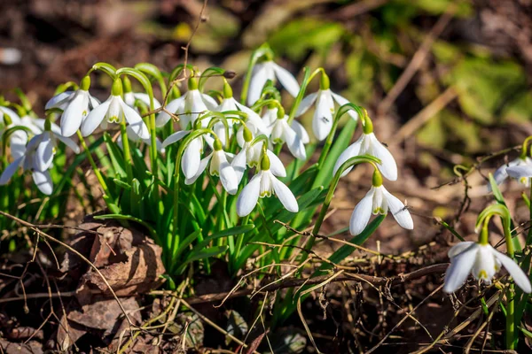 First Snowdrops Bloomed — Stock Photo, Image