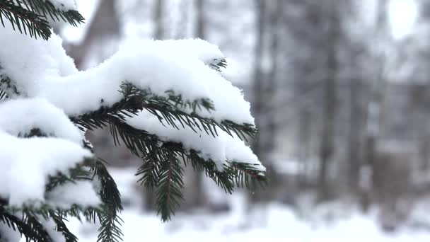 Gałąź Jodła Tle Śniegu Padający Śnieg Obraz Wideo Zima — Wideo stockowe