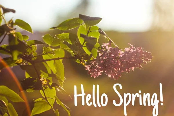 Hello Spring Banner Postcard Greetings Spring Waiting Spring Spring — Stock Photo, Image