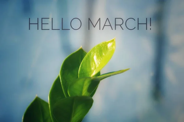 Banner Olá Março Cartão Felicitações Início Nova Temporada Primavera Chegou — Fotografia de Stock