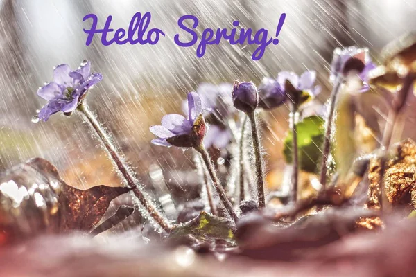 Открытка Hello Spring. Баннер приветственных карточек. Весеннее настроение . — стоковое фото