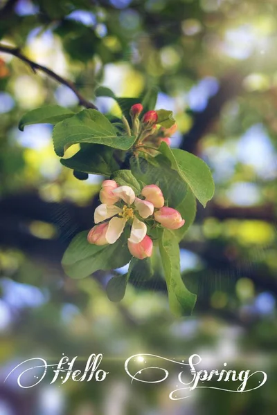 Cartolina Ciao Primavera. Bandiera di benvenuto. Modo primaverile . — Foto Stock