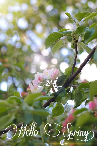 Открытка Hello Spring. Баннер приветственных карточек. Весеннее настроение . — стоковое фото