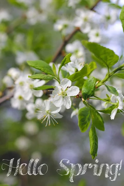 Briefkaart Hello Spring. Welkomstkaart banner. Lente stemming. — Stockfoto